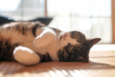 Pencerenin yanında bir kedi