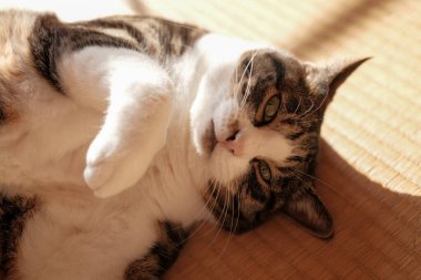 Pencerenin yanında bir kedi