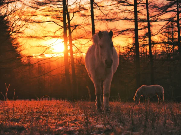 Caballo Amanecer Hokkaido — Foto de Stock