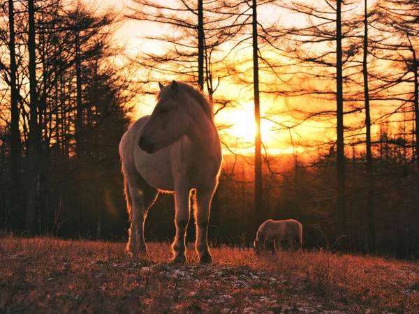 Pferd Und Sonnenaufgang Hokkaido — Stockfoto