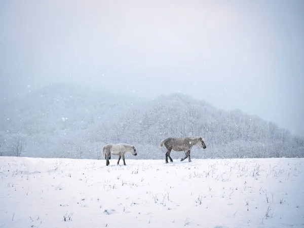 Pferd Winter Wald Hokkaido — Stockfoto