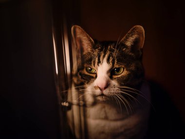 Kışın sobanın yanındaki kedi.