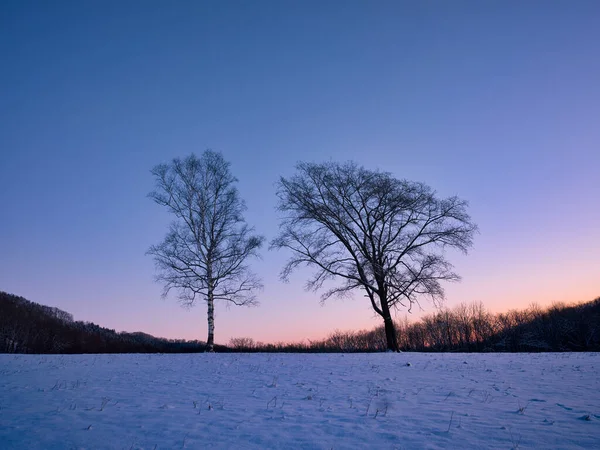 Árvore Morta Nascer Sol Inverno — Fotografia de Stock