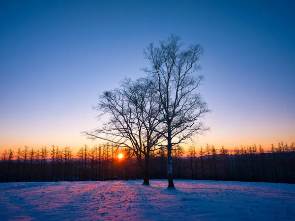 dead tree and sunrise in winter