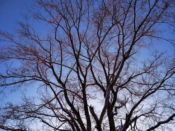 Mrtvý Strom Východ Slunce Zimě — Stock fotografie