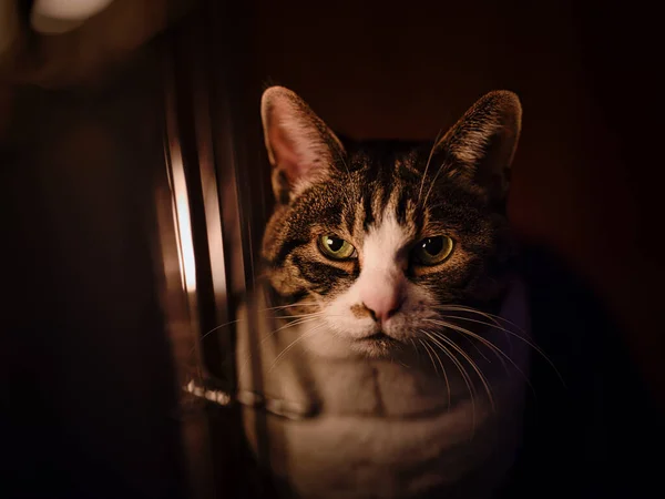Кошка Плиты Зимой — стоковое фото