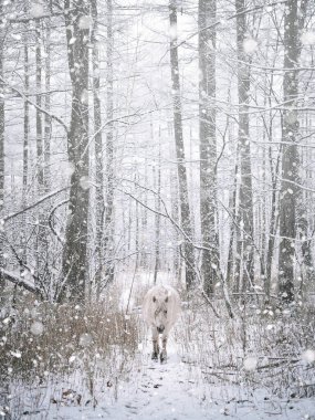 Karlı ormanda beyaz at