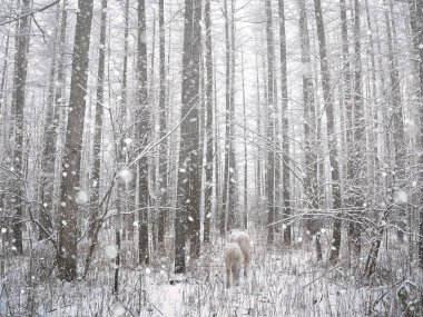 Karlı ormanda beyaz at