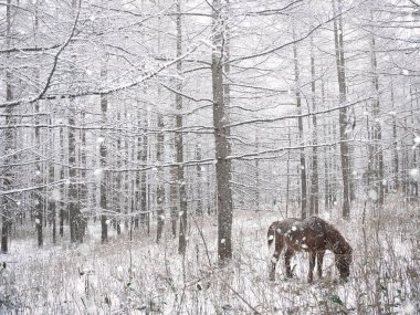 Karlı ormanda beyaz at