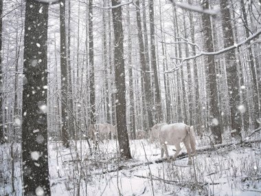 Karlı ormanda beyaz at