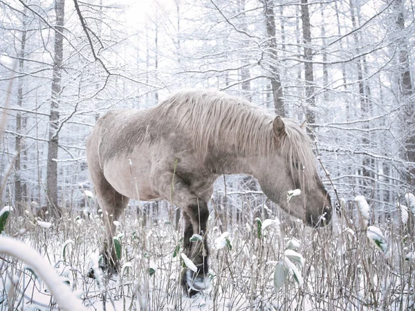 Bílý Kůň Zasněženém Lese — Stock fotografie