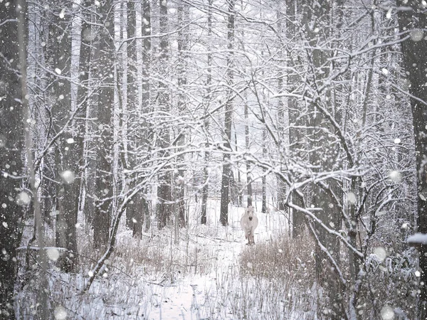 Cavalo Branco Floresta Nevada — Fotografia de Stock