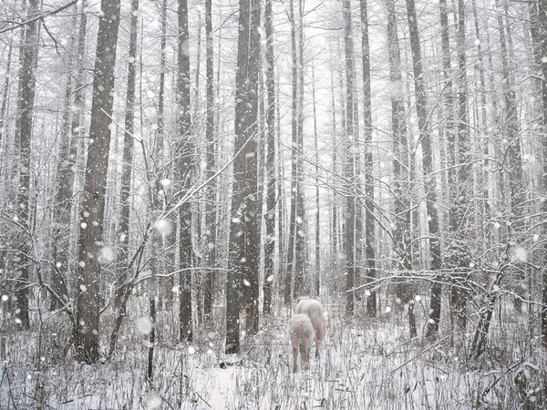 Karlı ormanda beyaz at
