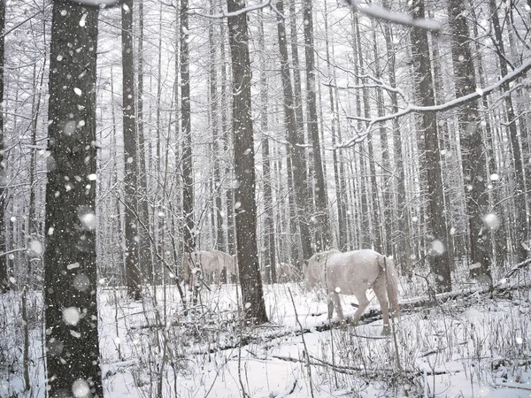 Karlı ormanda beyaz at