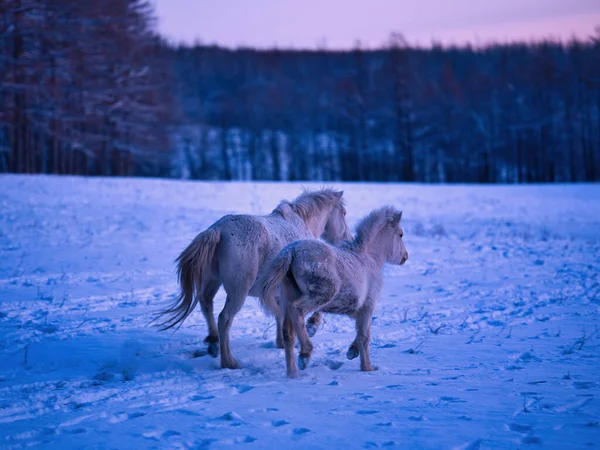 Löpning Vita Hästar Vintern — Stockfoto