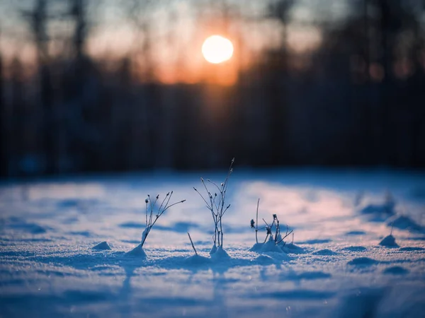 Planta Amanecer Invierno —  Fotos de Stock