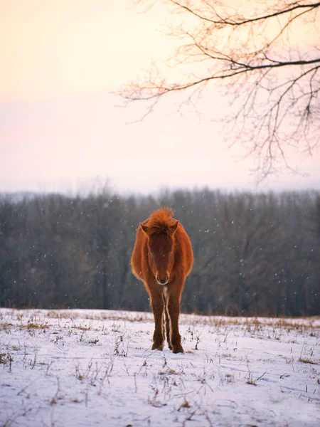 Кінь Зимовому Лісі Хоккайдо — стокове фото