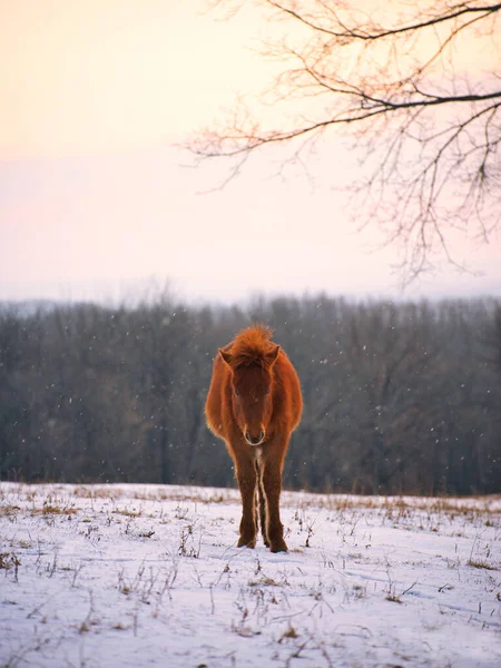 Kůň Zimním Lese Hokkaido — Stock fotografie