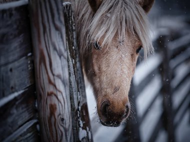 Beyaz at kış otlağında