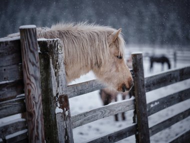 Beyaz at kış otlağında