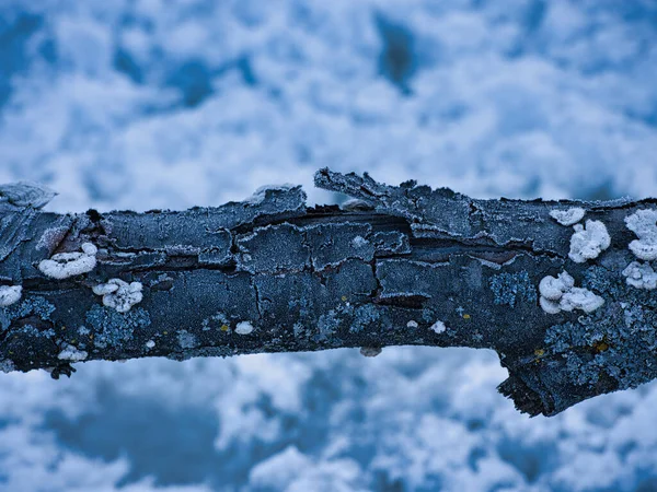 Frozen Tree Winter Morning — Φωτογραφία Αρχείου