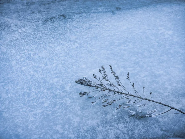 Erba Gelata Mattino Inverno — Foto Stock