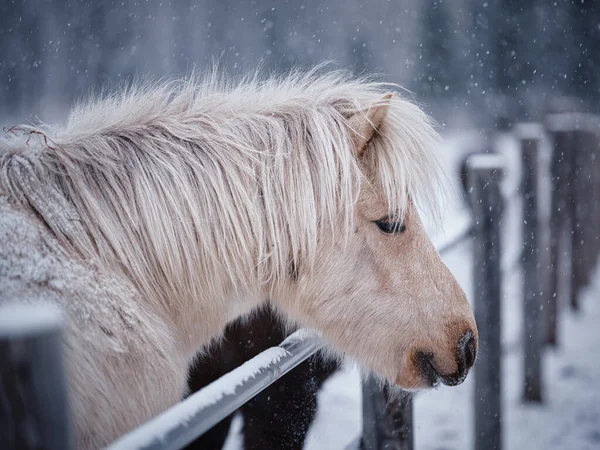 Cavalo Branco Pasto Inverno — Fotografia de Stock