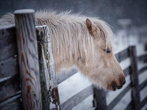 Cavallo Bianco Pascolo Invernale — Foto Stock