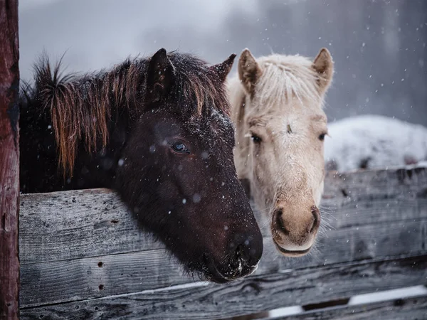 Schimmel Auf Der Winterweide — Stockfoto