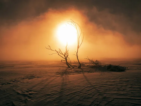 Cold Mist Dead Tree Winter Morning — Stock Photo, Image