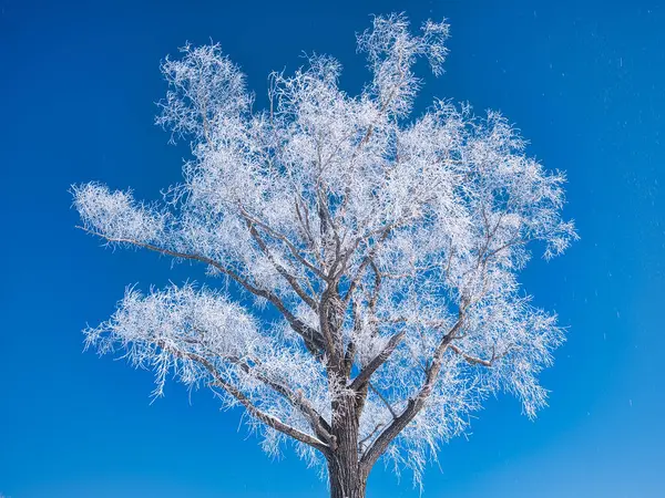 Árbol Cubierto Escarcha Cielo Azul —  Fotos de Stock