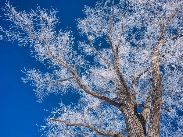 Árbol Cubierto Escarcha Cielo Azul —  Fotos de Stock