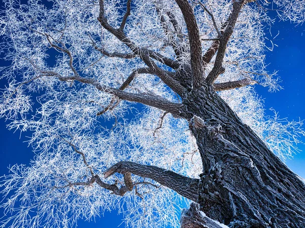 Frost Covered Tree Blue Sky — Stock Photo, Image