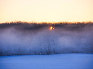 Kış sabahı don kaplı ağaç