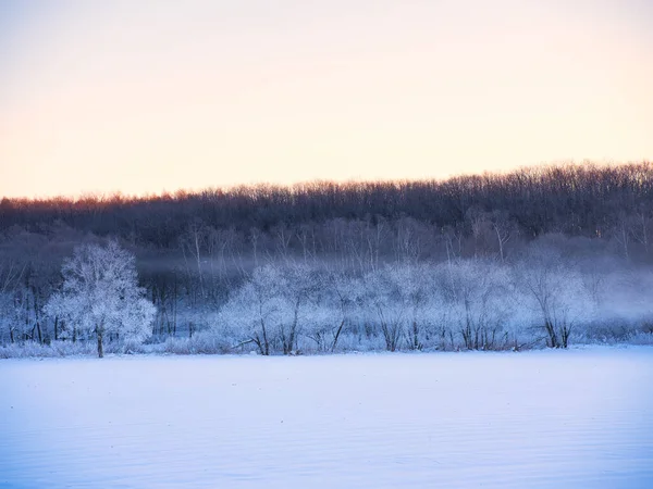 Мороз Покритий Деревом Взимку Вранці — стокове фото