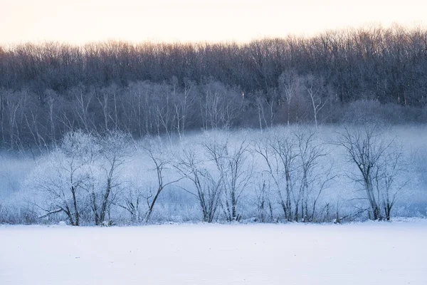 Зимним Утром Замерзшее Дерево — стоковое фото