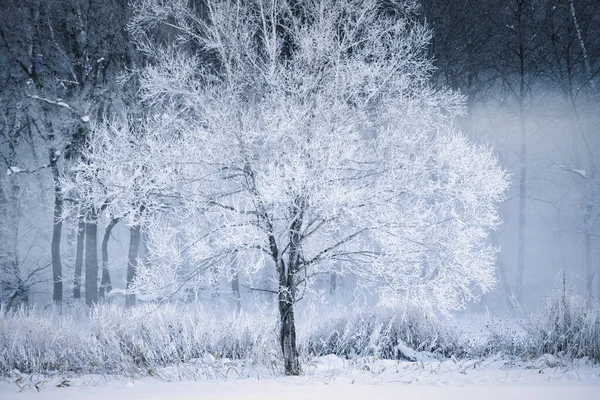 Vorst Bedekt Boom Winter Ochtend — Stockfoto