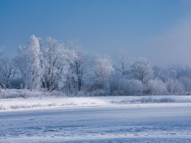 Kış sabahı don kaplı ağaç