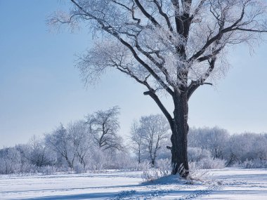 Kış sabahı don kaplı ağaç