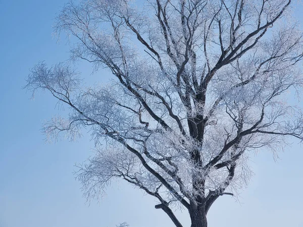 Frostbedeckter Baum Wintermorgen — Stockfoto