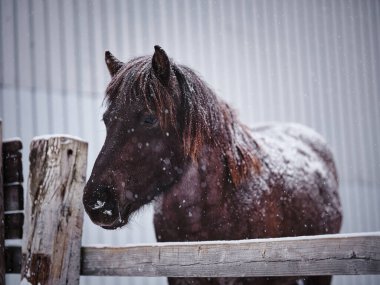 At kışın çayırda Hokkaido