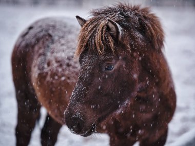 At kışın çayırda Hokkaido