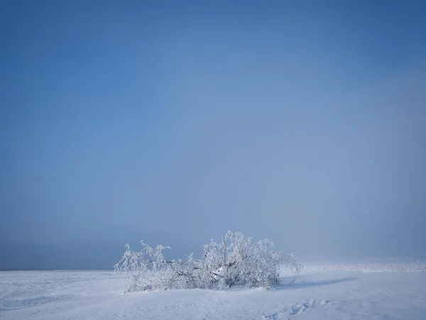 Geada Coberto Árvore Nevoeiro Frio — Fotografia de Stock