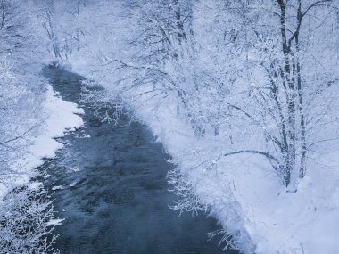 Buz kaplı ağaç ve soğuk sis