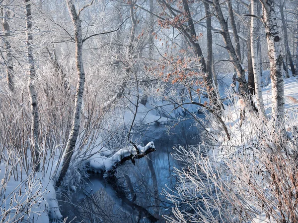 Geada Coberto Árvore Nevoeiro Frio — Fotografia de Stock