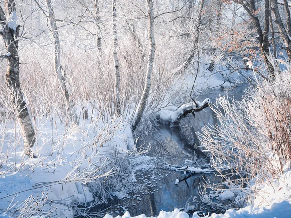 Frostbedeckter Baum Und Kalter Nebel — Stockfoto