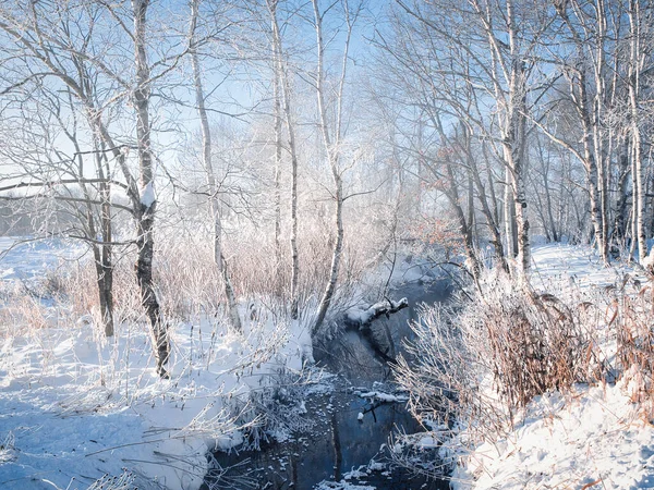 Frostbedeckter Baum Und Kalter Nebel — Stockfoto