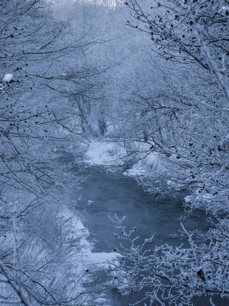 Geada Coberto Árvore Nevoeiro Frio — Fotografia de Stock