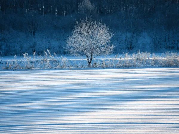 Geada Coberto Árvore Campo Neve — Fotografia de Stock