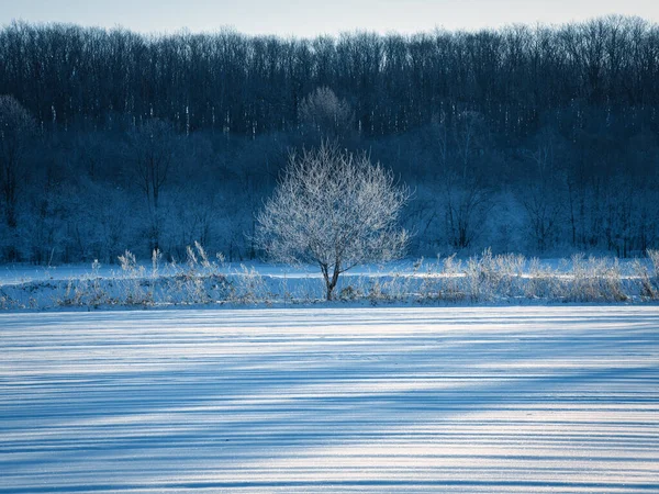 Мороз Покритий Деревом Сніговим Полем — стокове фото